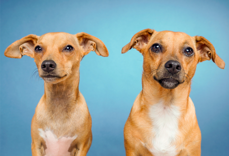 April is Prevention of Cruelty to Animals Month
